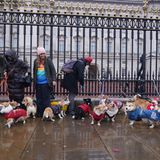 Bitte einmal aufstellen zum Gruppenfoto: Aufgrund des schlechten Wetters hielt sich die Teilnahme an der Weihnachtspullover-Corgi-Parade in überschaubarem Rahmen