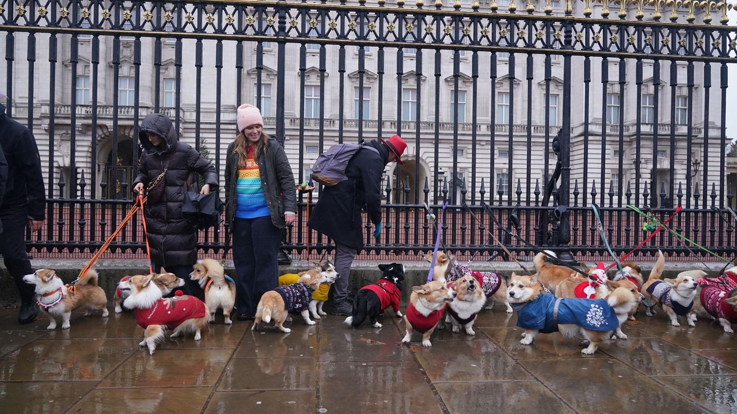 Bitte einmal aufstellen zum Gruppenfoto: Aufgrund des schlechten Wetters hielt sich die Teilnahme an der Weihnachtspullover-Corgi-Parade in überschaubarem Rahmen