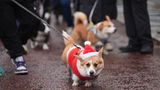 Mit Nikolausmütze und und farblich dazu passender rot-weißer Jacke ist dieser Corgi perfekt für die Weihnachtspulli-Corgi-Parade gekleidet
