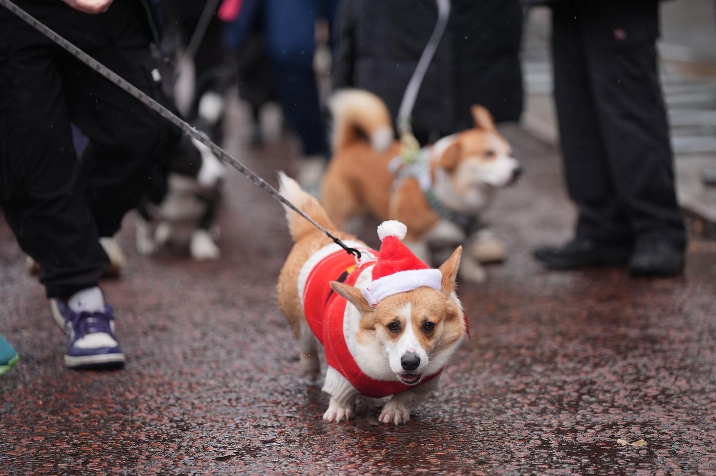 Mit Nikolausmütze und und farblich dazu passender rot-weißer Jacke ist dieser Corgi perfekt für die Weihnachtspulli-Corgi-Parade gekleidet