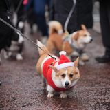 Mit Nikolausmütze und und farblich dazu passender rot-weißer Jacke ist dieser Corgi perfekt für die Weihnachtspulli-Corgi-Parade gekleidet