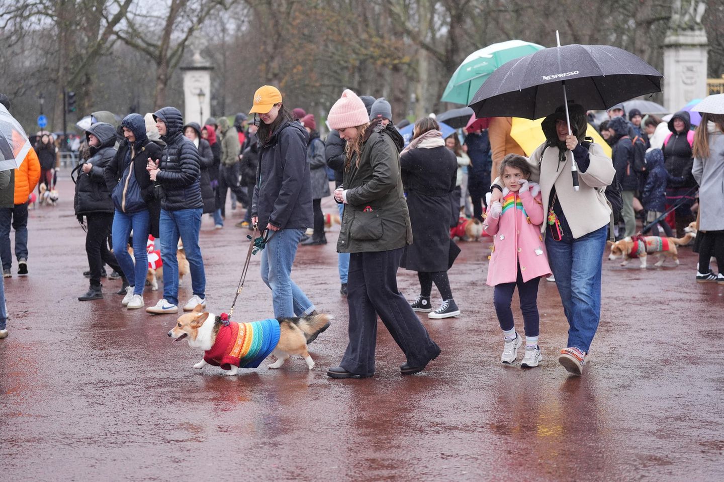Ob es sich hier um ein politisches Statement handelt? Der Corgi trägt einen regenbogenfarbenen Mantel. Die sexuelle Ausrichtung des Hundes ist jedoch nicht bekannt
