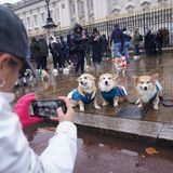 Bitte recht freundlich: Diese drei in Blau gehüllten Corgis stellen sich nebeneinander auf, um fotografiert zu werden