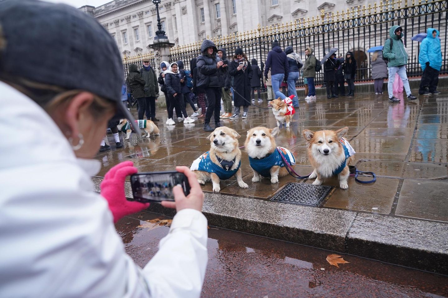 Bitte recht freundlich: Diese drei in Blau gehüllten Corgis stellen sich nebeneinander auf, um fotografiert zu werden