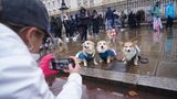 Bitte recht freundlich: Diese drei in Blau gehüllten Corgis stellen sich nebeneinander auf, um fotografiert zu werden