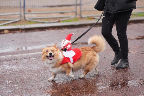 Corgi