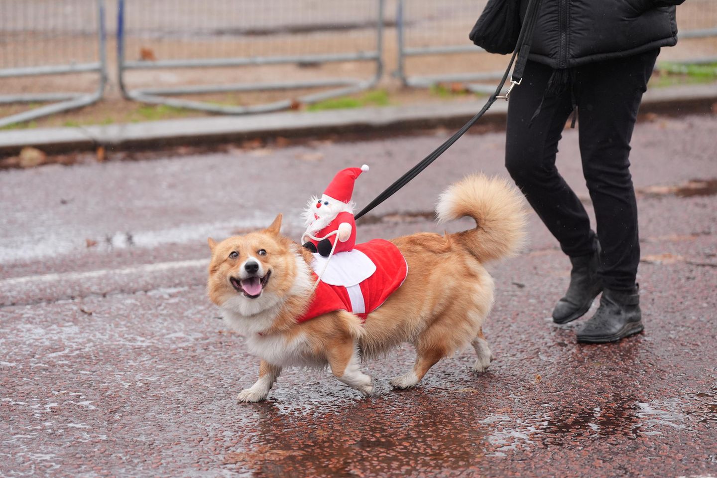 Corgi