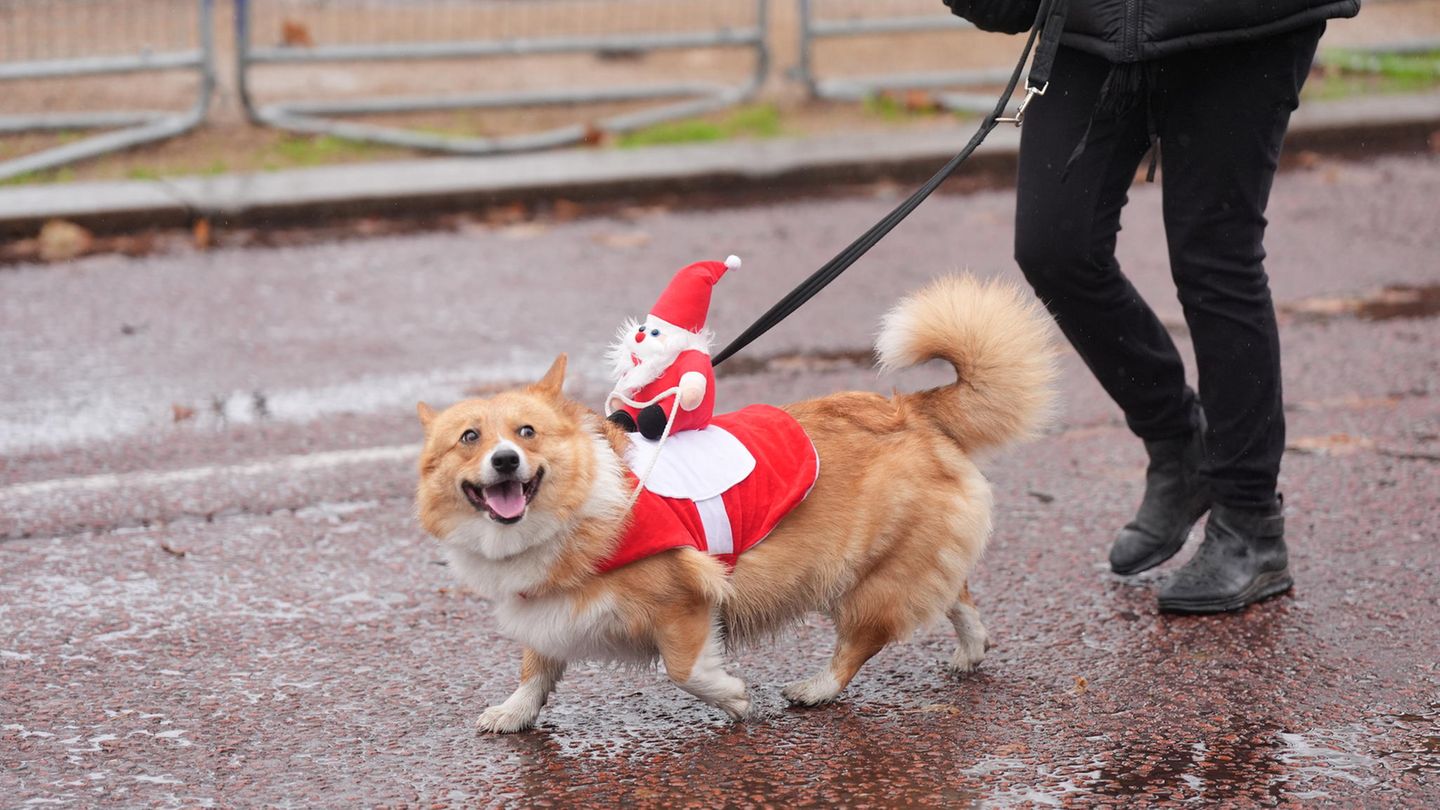 Fotostrecke: Festliche Vierbeiner: Die Weihnachtspullover-Corgi-Parade in London