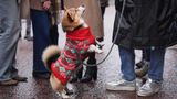 Mach Männchen! Dieser Corgi zeigt ein kleines Kunststück - und lenkt dabei von seinem weihnachtlichen Strickmäntelchen ab, in das er gehüllt ist