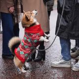 Mach Männchen! Dieser Corgi zeigt ein kleines Kunststück - und lenkt dabei von seinem weihnachtlichen Strickmäntelchen ab, in das er gehüllt ist