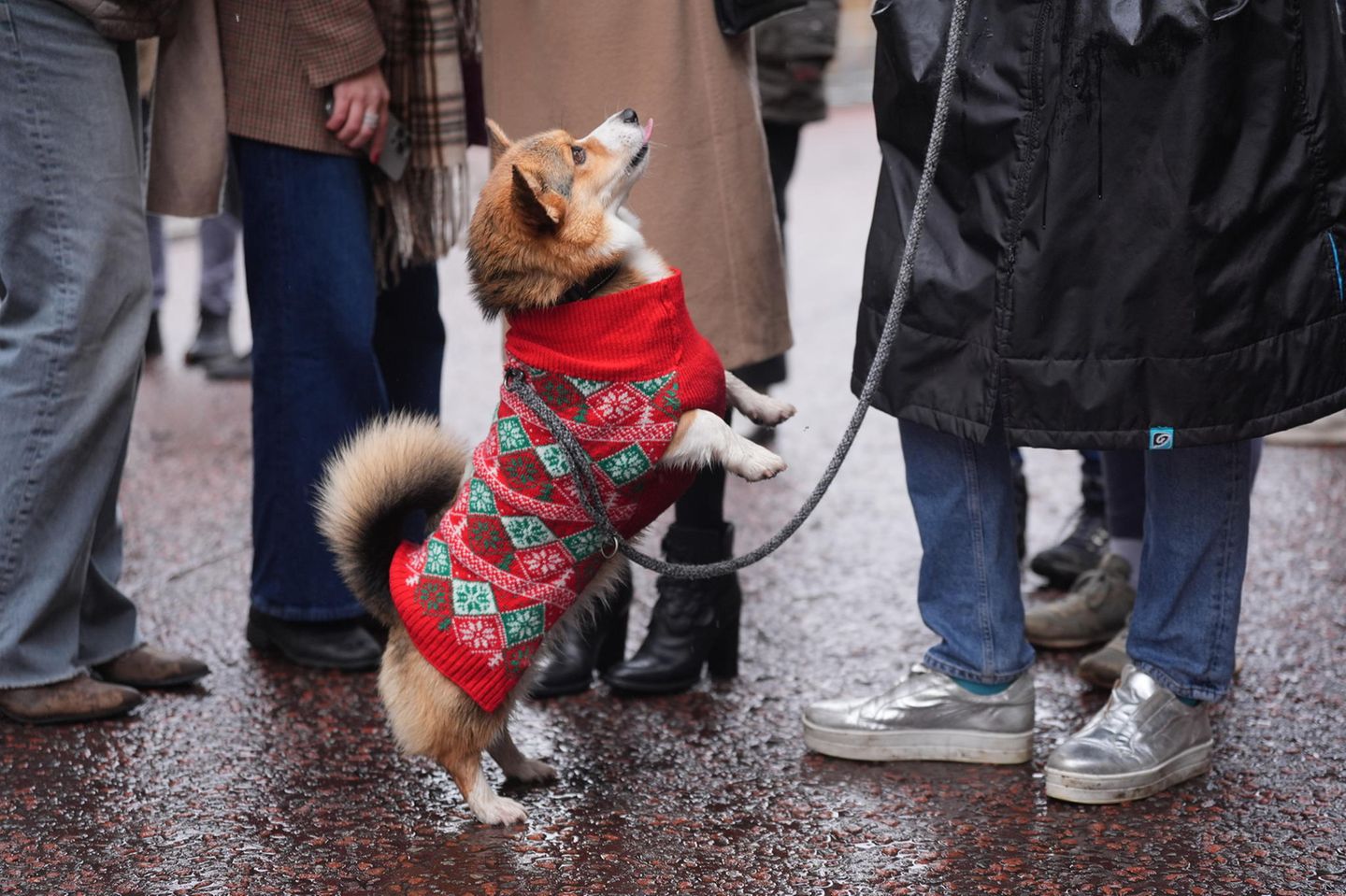 Mach Männchen! Dieser Corgi zeigt ein kleines Kunststück - und lenkt dabei von seinem weihnachtlichen Strickmäntelchen ab, in das er gehüllt ist