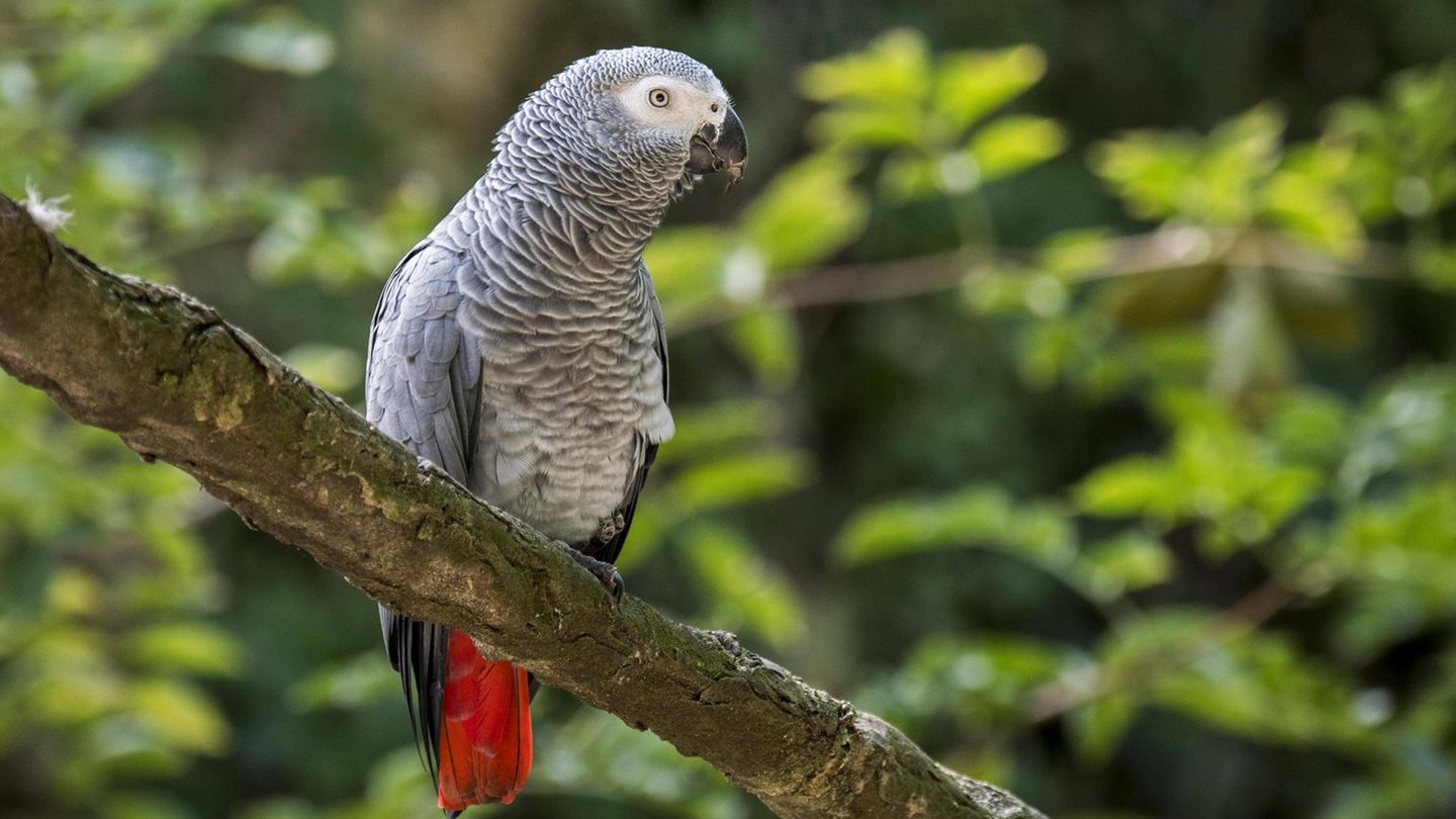 Kongo-Graupapageien (Psittacus erithacus) können bis zu 30 Jahre alt werden – wenn sie gut gehalten werden
