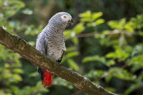 Kongo-Graupapageien (Psittacus erithacus) können bis zu 30 Jahre alt werden – wenn sie gut gehalten werden