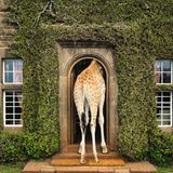 Amanda & Wally Koval »Accidentally Wes Anderson«