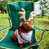 Dackel Kostümparade St. Petersburg