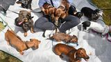 Rund 50 Hundeliebhaberinnen und -liebhaber aus der Umgebung von Bad Düben (Sachsen) treffen sich mit ihren verschiedenen Teckelrassen, die in der Jägersprache auch Dachshunde oder Dackel genannt werden, zu gemeinsamen Spaziergängen, zum Picknick oder auch zum Besuch von Veranstaltungen