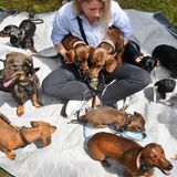 Rund 50 Hundeliebhaberinnen und -liebhaber aus der Umgebung von Bad Düben (Sachsen) treffen sich mit ihren verschiedenen Teckelrassen, die in der Jägersprache auch Dachshunde oder Dackel genannt werden, zu gemeinsamen Spaziergängen, zum Picknick oder auch zum Besuch von Veranstaltungen