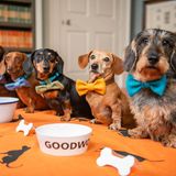 Dackel versammeln sich im britischen Goodwood, um den National Dackel Day (21. Juni) zu feiern