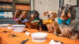Dackel versammeln sich im britischen Goodwood, um den National Dackel Day (21. Juni) zu feiern