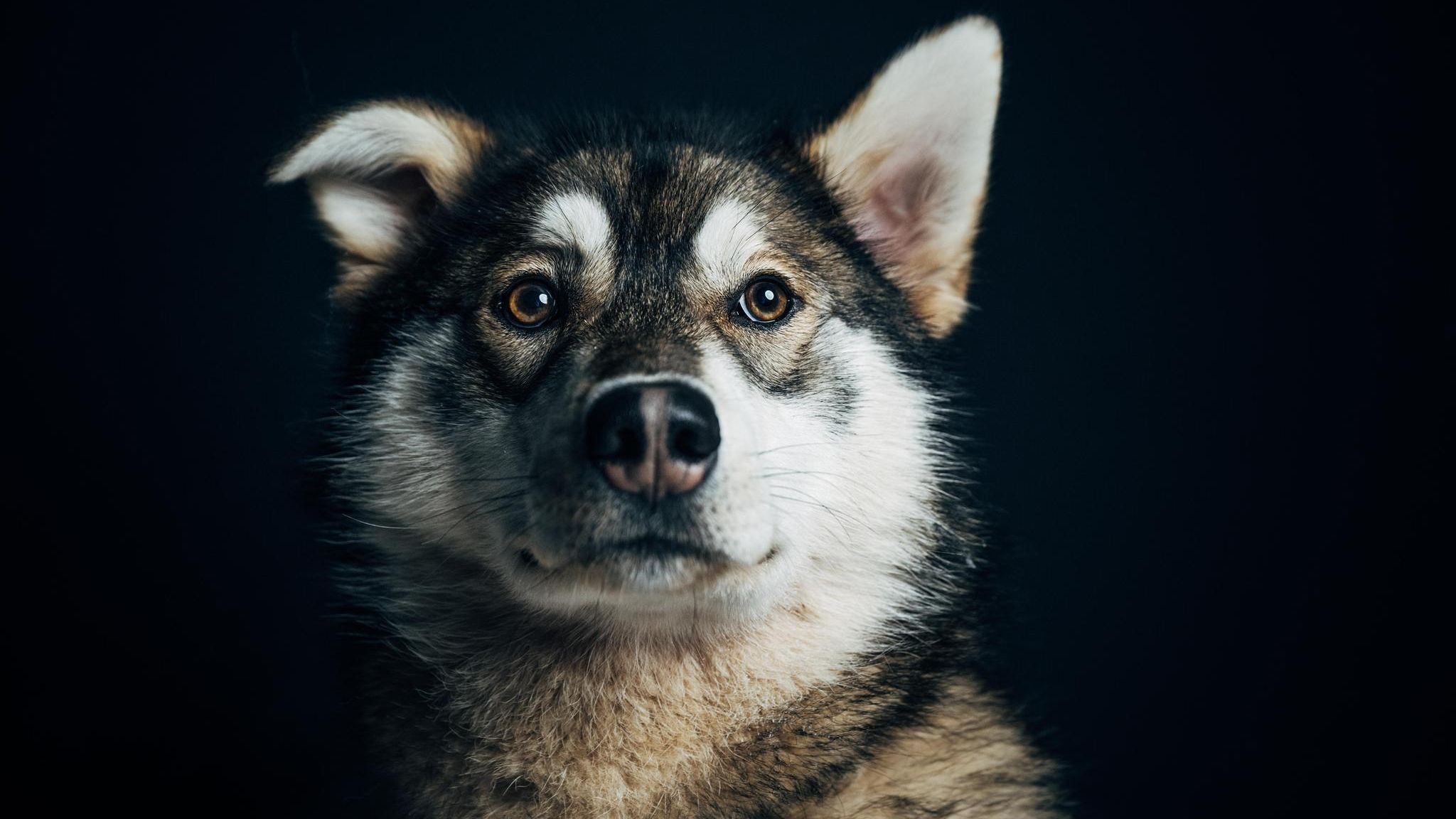 Die Huskys werden von Engholm selbst ausgebildet