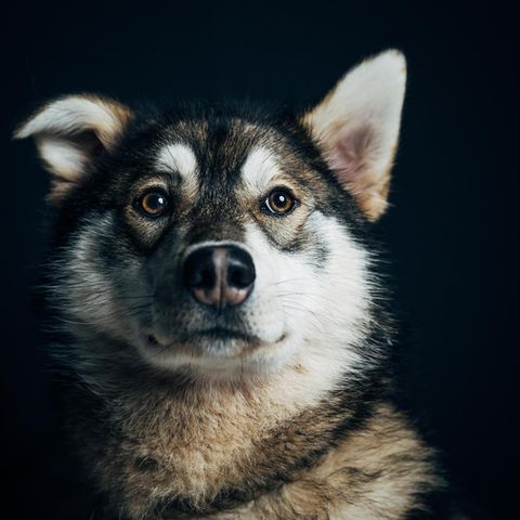 Die Huskys werden von Engholm selbst ausgebildet