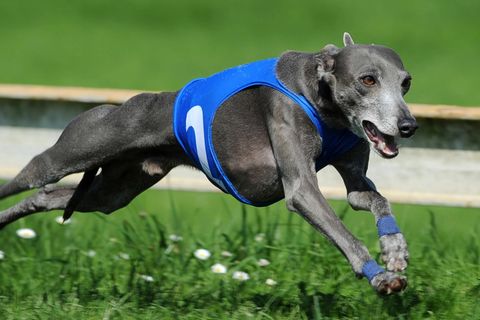 Ein Windhund jagt bei einem Rennen in Tschechien über eine Wiese
