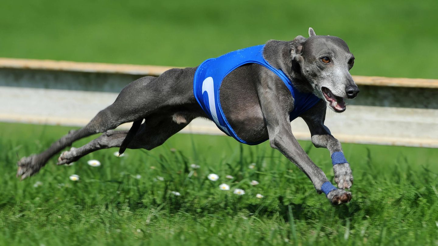 Ein Windhund jagt bei einem Rennen in Tschechien über eine Wiese