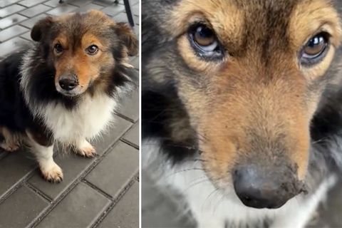 Schon Hachiko bewegte die Menschen, nun auch das Video der Hündin Loschka. Täglich wartet sie an einer Tankstelle auf ihr Herrchen - doch Alexej ist im Ukraine-Krieg gefallen.