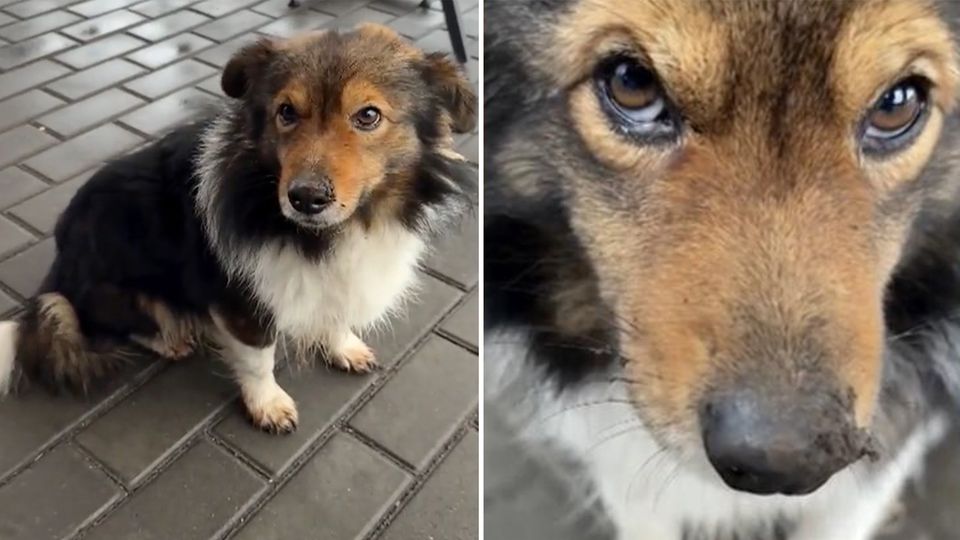 Schon Hachiko bewegte die Menschen, nun auch das Video der Hündin Loschka. Täglich wartet sie an einer Tankstelle auf ihr Herrchen - doch Alexej ist im Ukraine-Krieg gefallen.