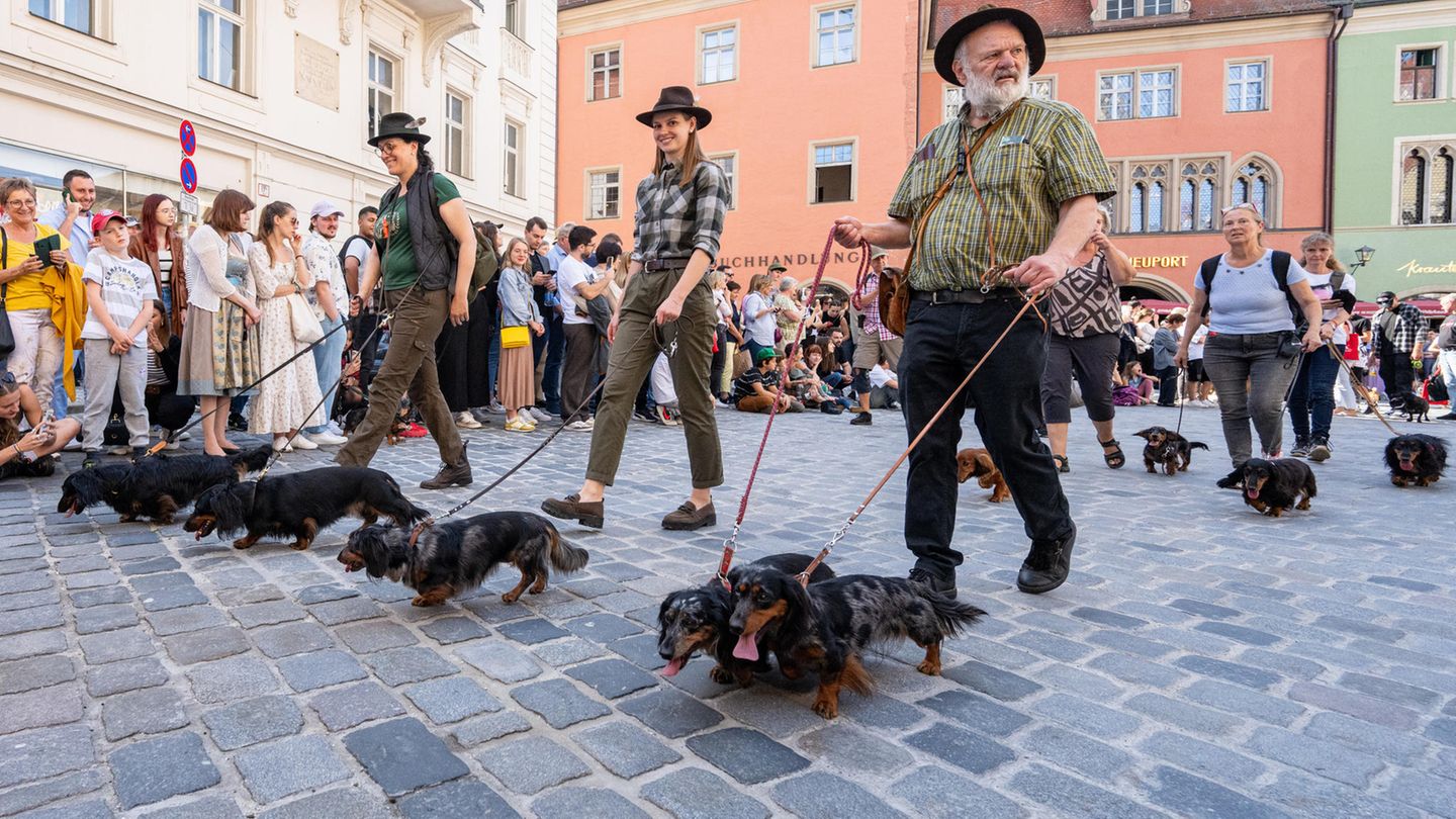 Dackelparade in Regensburg