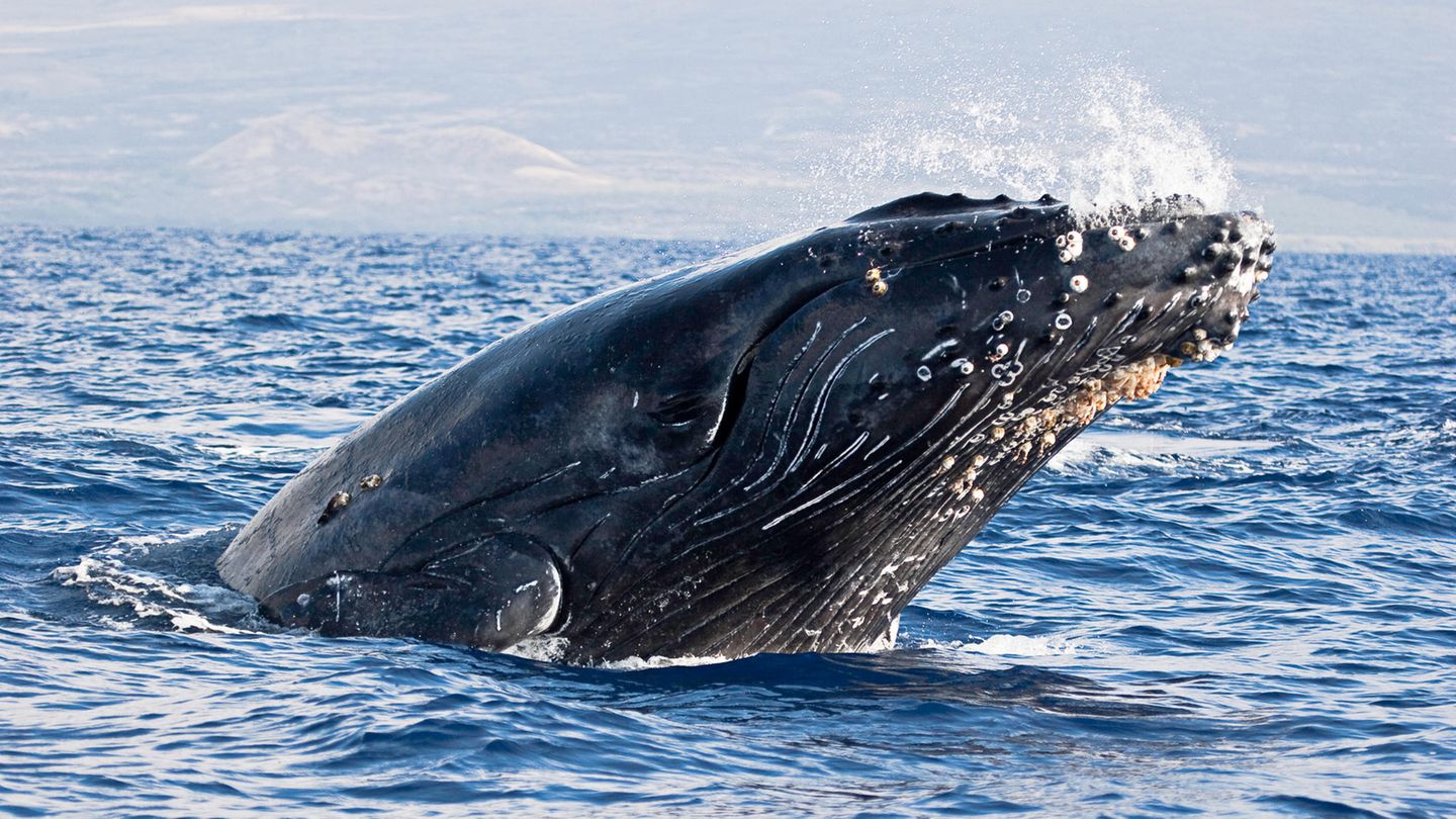 13,000 km for love - | the incredible journey of a humpback whale