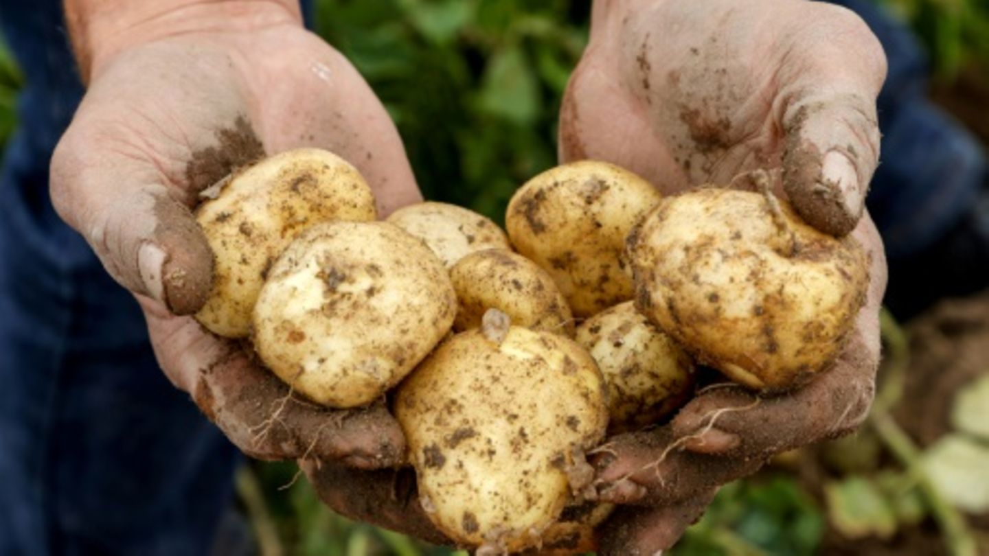 Bauer in Frankreich mit Kartoffelernte