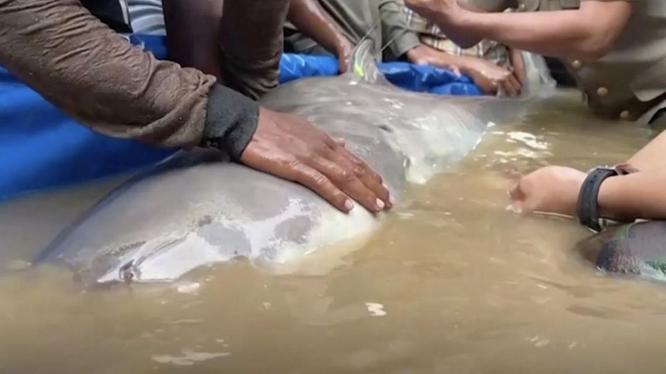 Der Fang dreier Mekong-Riesenwelse begeistert Wissenschaftler in Kambodscha. Die Art der rund 130 Kilo schweren Haiwelse lebt nur im Mekong – und ist vom Aussterben bedroht.