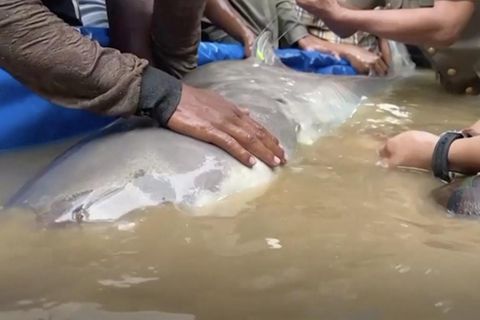 Der Fang dreier Mekong-Riesenwelse begeistert Wissenschaftler in Kambodscha. Die Art der rund 130 Kilo schweren Haiwelse lebt nur im Mekong – und ist vom Aussterben bedroht.