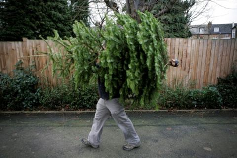 Mann mit Weihnachtsbaum