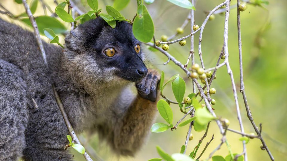 Ein brauner Maki: ein affenartiger Lemur, flauschig, mit einem frechen Gesichtsausdruck