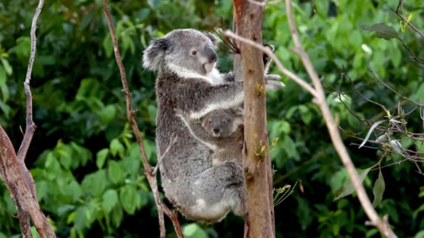 Koala mit Nachwuchs an Baum in Australien