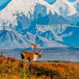 Ein Karibu vor der malerischen Kulisse des Denali National Parks in Alaska