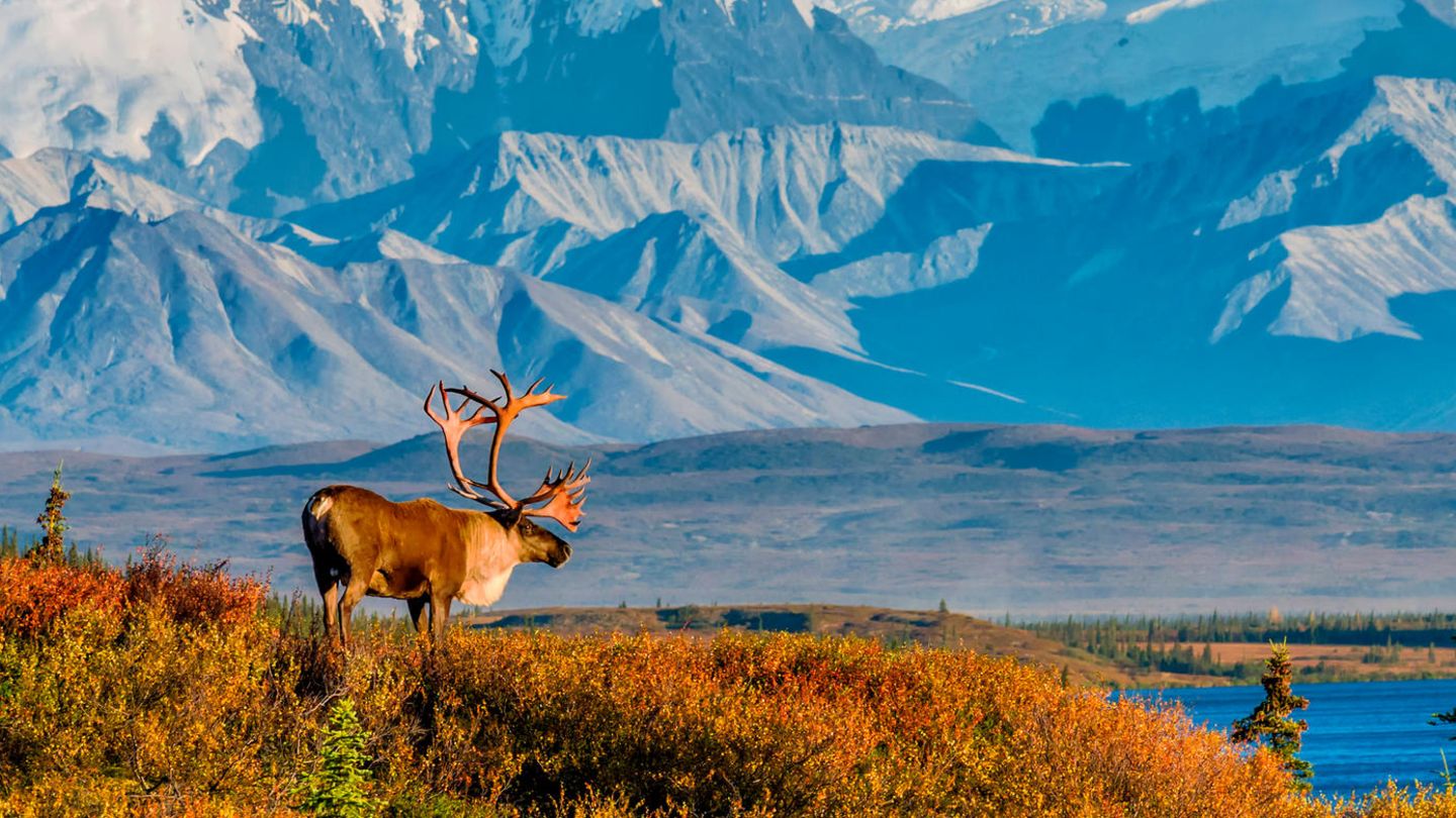Ein Karibu vor der malerischen Kulisse des Denali National Parks in Alaska