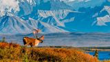 Ein Karibu vor der malerischen Kulisse des Denali National Parks in Alaska