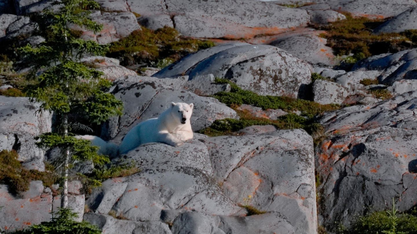Weißer Bär auf grauem Fels: Der Klimawandel ist längst kein reines "Eisbären-Problem" mehr