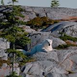 Weißer Bär auf grauem Fels: Der Klimawandel ist längst kein reines "Eisbären-Problem" mehr