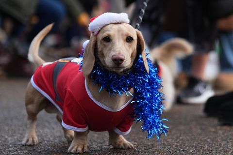 Sausages Walk im Hyde Park in London: weihnachtliche Dackel