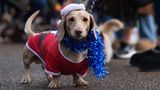 Sausages Walk im Hyde Park in London: weihnachtliche Dackel
