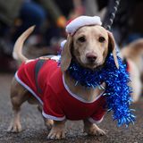 Sausages Walk im Hyde Park in London: weihnachtliche Dackel