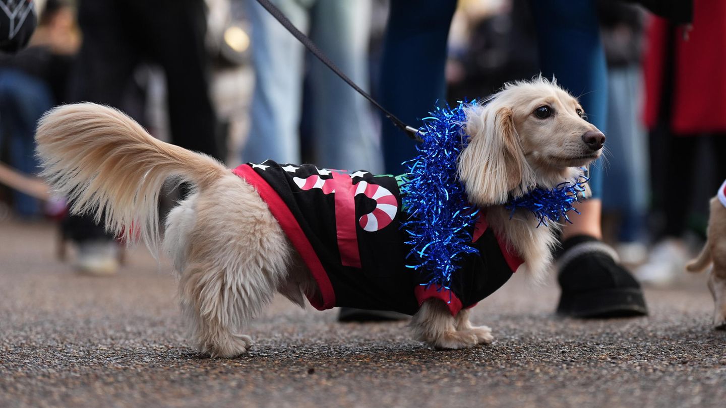 Sausages Walk im Hyde Park in London: weihnachtliche Dackel