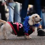 Sausages Walk im Hyde Park in London: weihnachtliche Dackel