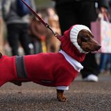Sausages Walk im Hyde Park in London: weihnachtliche Dackel