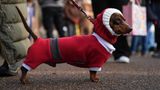 Sausages Walk im Hyde Park in London: weihnachtliche Dackel