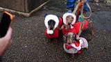 Sausages Walk im Hyde Park in London: weihnachtliche Dackel